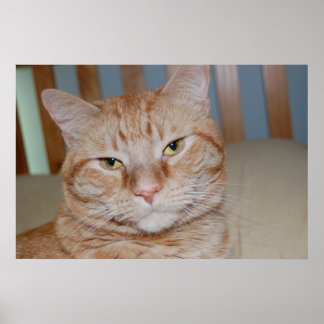Orange Tabby Cat Poster