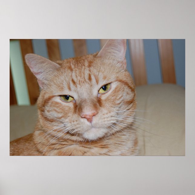 Orange Tabby Cat Poster (Front)