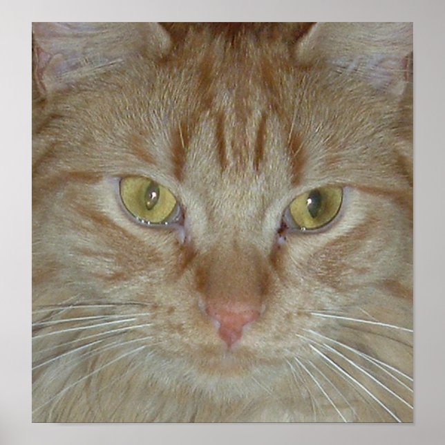 Orange Tabby Cat Poster (Front)