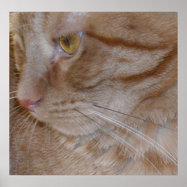 Orange Tabby Cat Poster (Front)