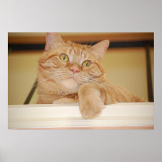 Orange Tabby Cat Poster