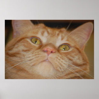 Orange Tabby Cat Poster