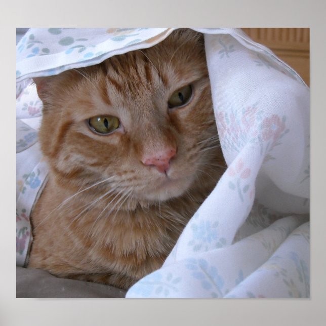 Orange Tabby Cat Poster (Front)
