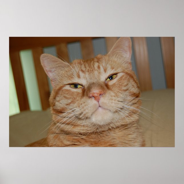 Orange Tabby Cat Poster (Front)