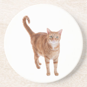 Orange Tabby Cat Standing Coaster