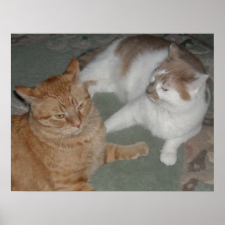Orange Tabby Cat/white and Orange Tabby Poster