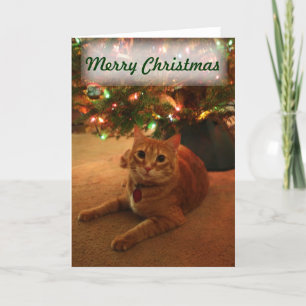Orange Tabby Christmas Card