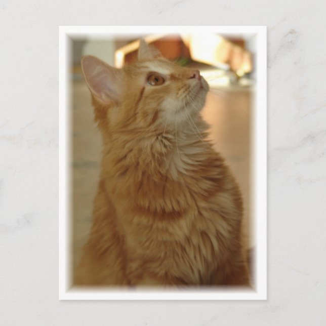 Orange Tabby Citten Postcard (Front)