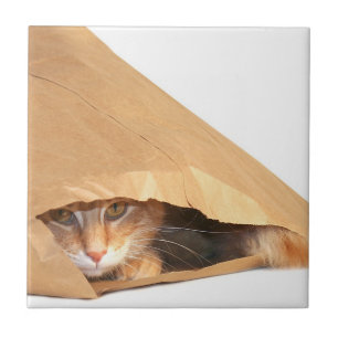Orange tabby in bag tile