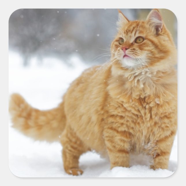 Orange Tabby in the snow Square Sticker (Front)