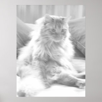 Orange Tabby Kitten/Black & White Photography Poster
