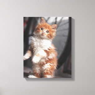 Orange Tabby Kitten Canvas Print