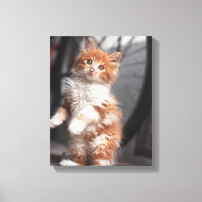 Orange Tabby Kitten Canvas Print (Front)