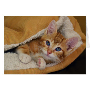 Orange Tabby Kitten in Bed
