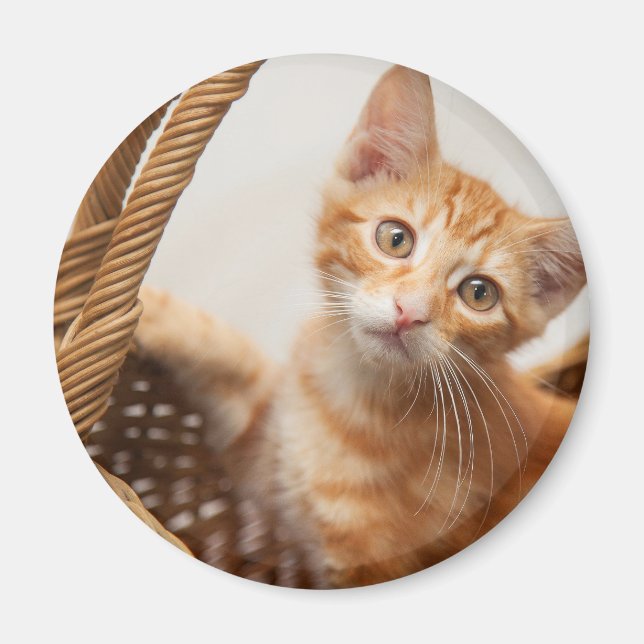 Orange Tabby Kitten Magnet (Front)