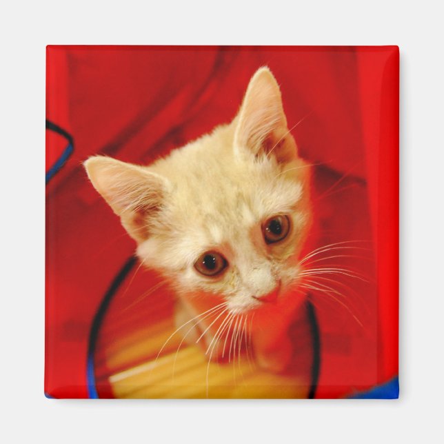 Orange Tabby Kitten Magnet (Front)