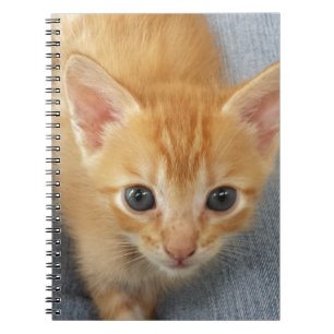 Orange tabby kitten spiral notebook