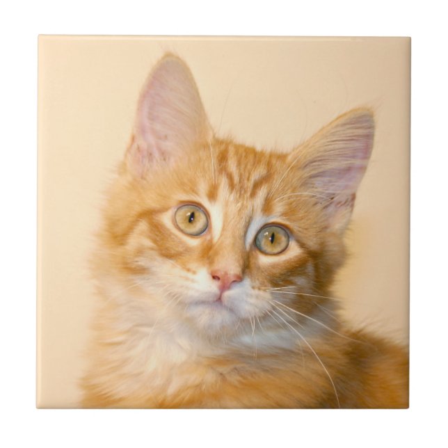 Orange tabby kitten tile (Front)