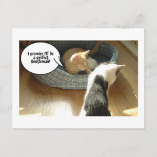 Orange Tabby Kitty Cat Postcard
