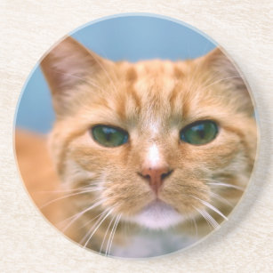 Orange Tabby Kitty Kitten Cat Coaster