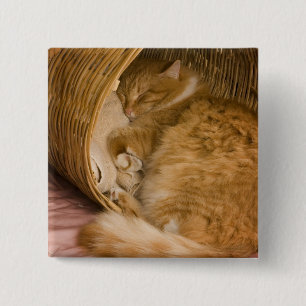 Orange tabby sleeping in hamper 15 cm square badge