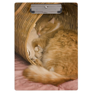 Orange tabby sleeping in hamper clipboard