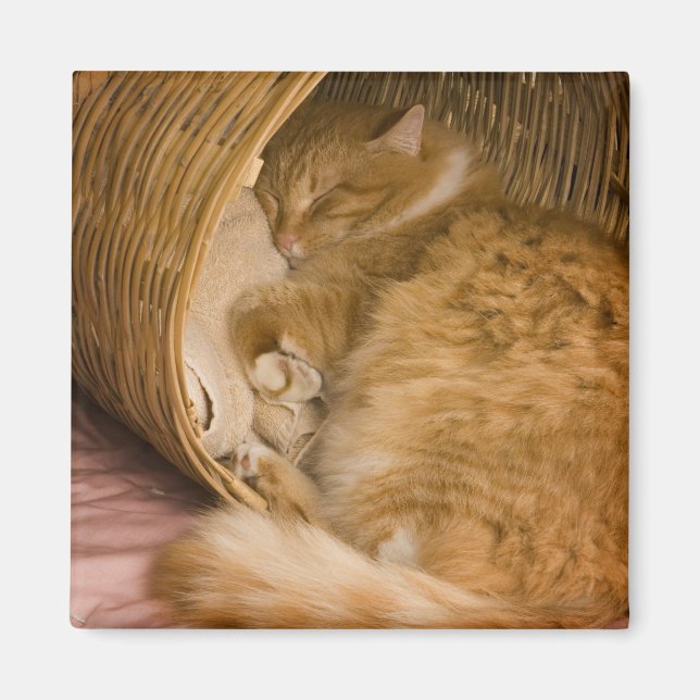 Orange tabby sleeping in hamper magnet (Front)