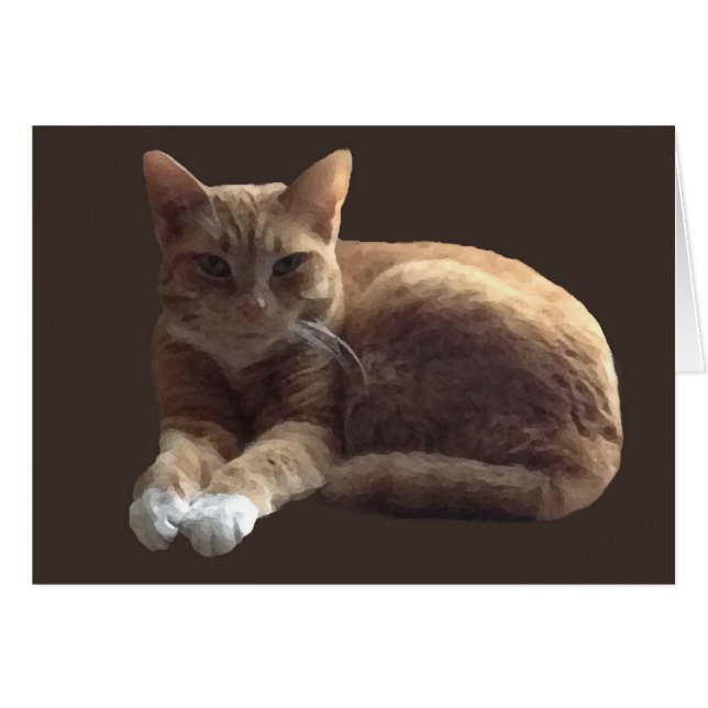 Orange tabby with white cat (Front Horizontal)