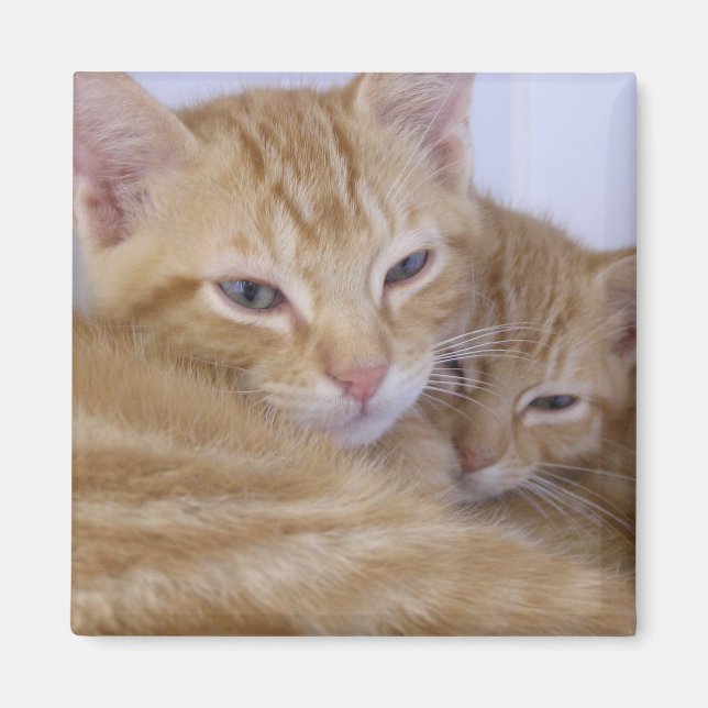 Orange Tabbys Magnet (Front)