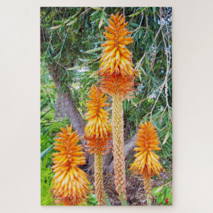 Orange Tall Hot Poker Flowers, Jigsaw Puzzle