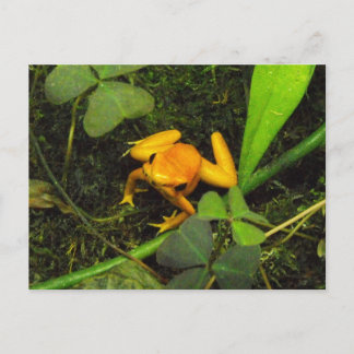 Orange terribilis Poison Dart Frog Postcard