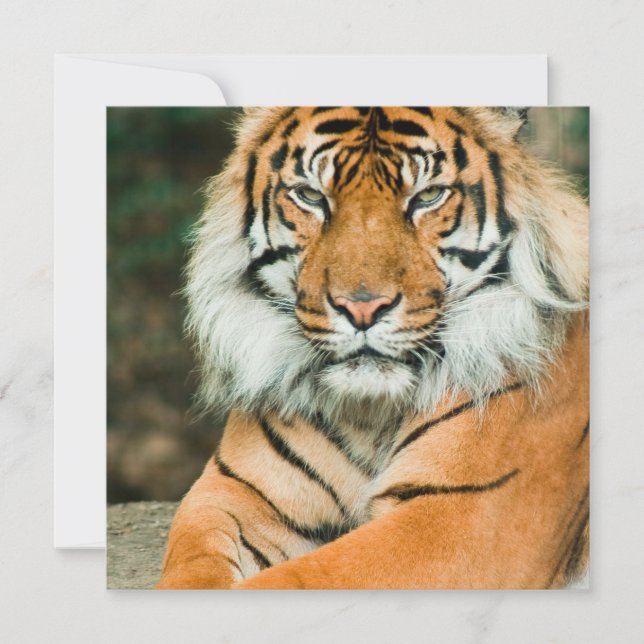 Orange Tiger Invitations (Front)