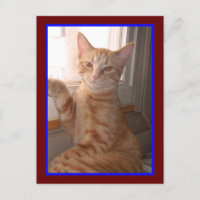 Orange Tiger Kitty Postcard
