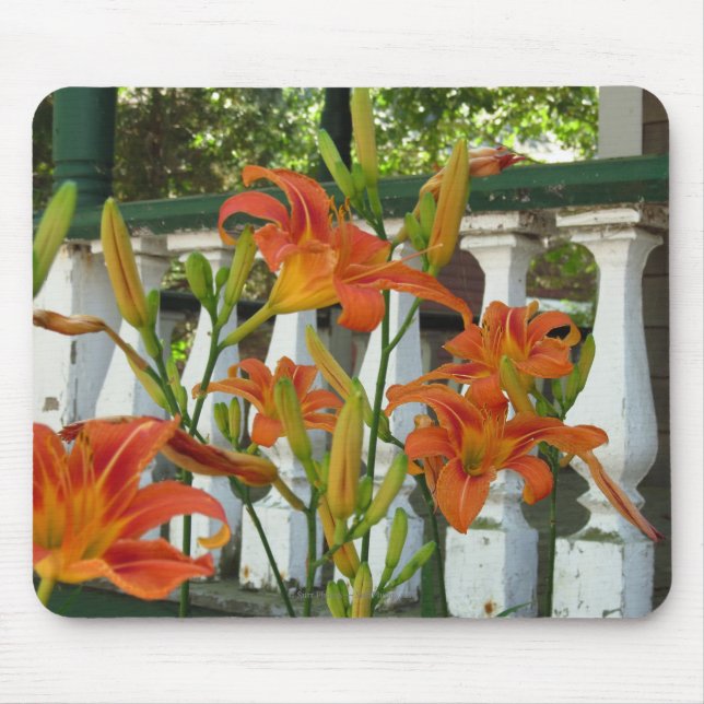 Orange Tiger Lilies - Martha's Vineyard Mouse Pad (Front)