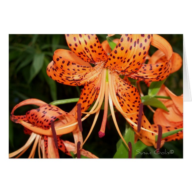 Orange Tiger Lily Flower Card (Front Horizontal)