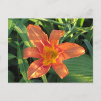 Orange Tiger Lily Flower