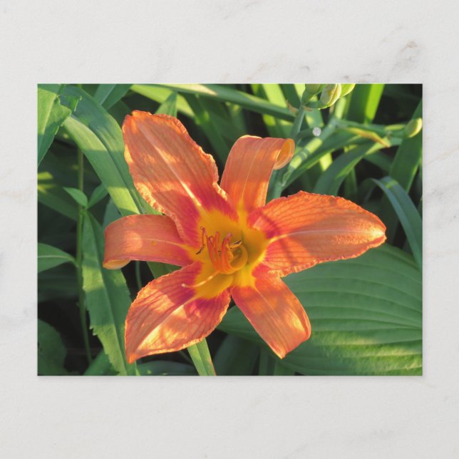 Orange Tiger Lily Flower Postcard (Front)