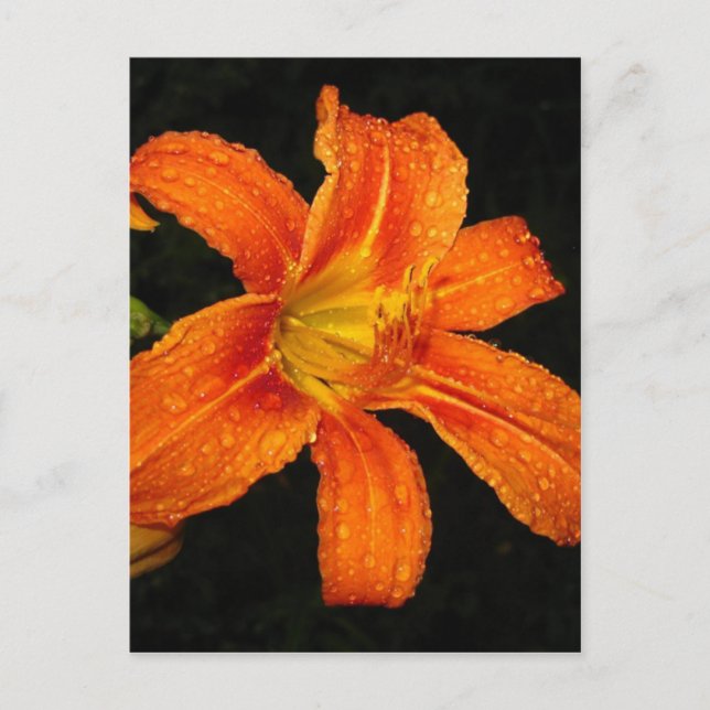 Orange Tiger Lily Flowers Postcard (Front)