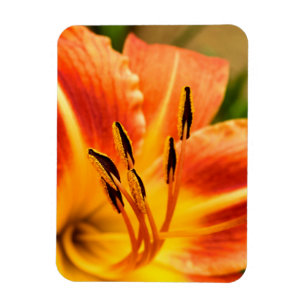 Orange Tiger Lily Magnet