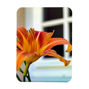 Orange Tiger Lily Magnet