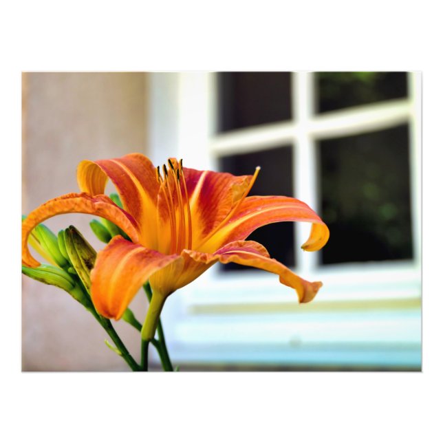 Orange Tiger Lily Photo Print (Front)