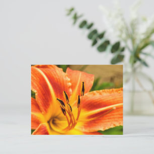 Orange Tiger Lily Postcard