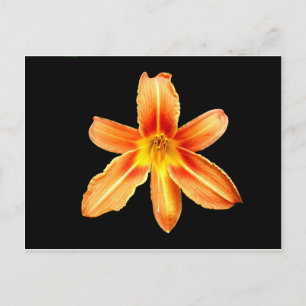 Orange Tiger Lily Postcard