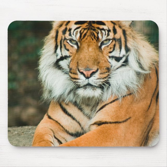 Orange Tiger Mouse Pad (Front)