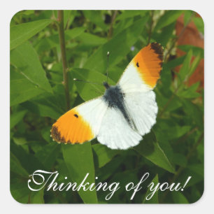 Orange tip butterfly square sticker