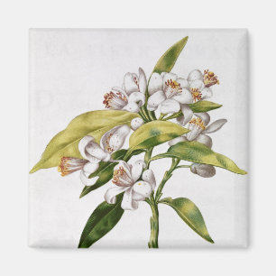 Orange tree flower, from 'La Guirlande de Julie' Magnet