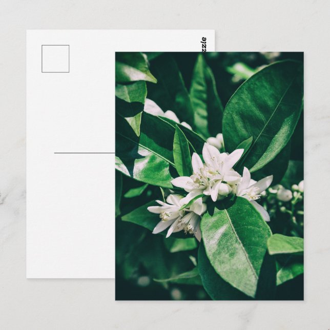 orange tree flower in sunlight postcard (Front/Back)