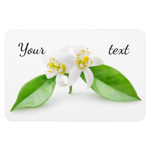 Orange tree flowers magnet