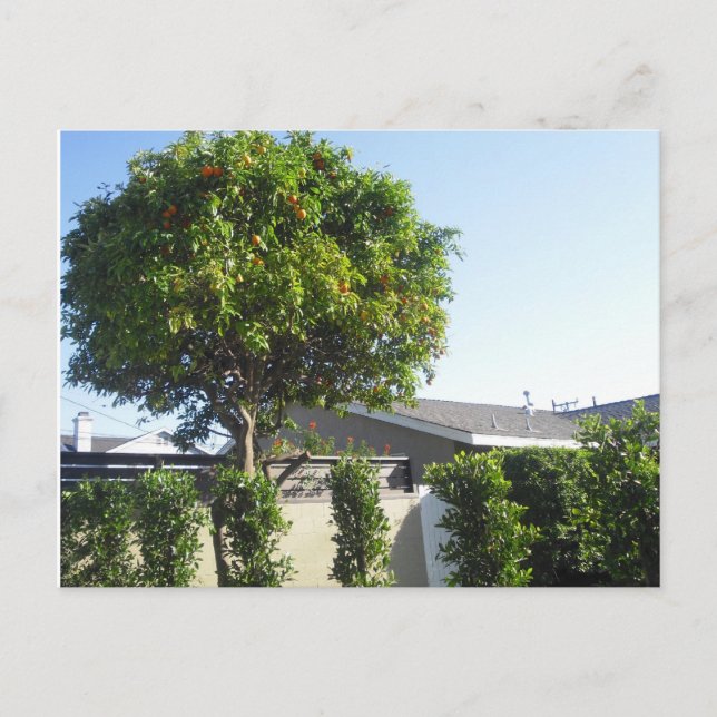 Orange Tree Postcard (Front)