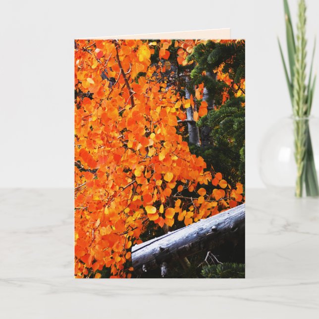 Orange Tree With Log, Blank Inside Card (Front)